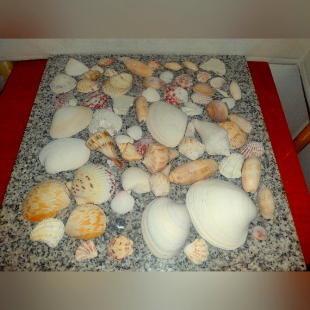 Mixed Seashells Lot. A Good Variety Of Shapes and Sizes.